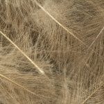 Cul de canard 25 plumes