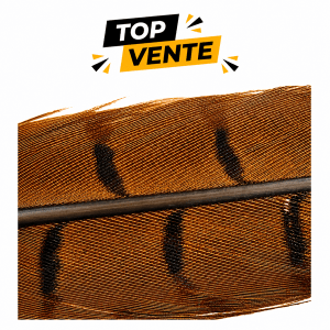 Plume de Faisan